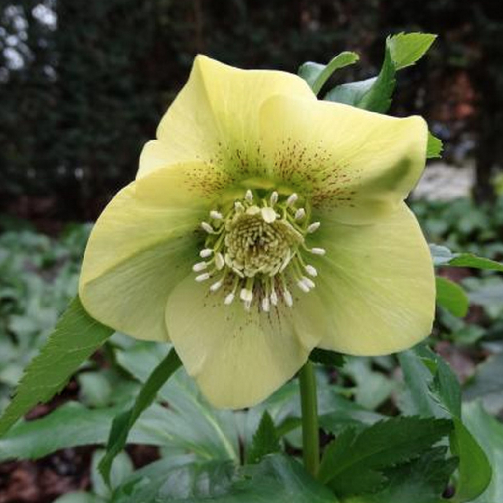 SPANZ Helleborus Single Yellow Spotted, planta mare ghiveci 5L