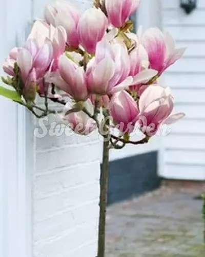Magnolia Red Lucky pe tulpină înaltă | Sweet Garden